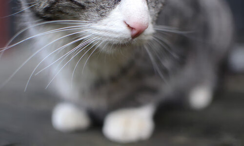 利剑与锁链，阿尔瓦雷斯的个人英雄主义，如何铸就拉齐奥的集体韧性—一场芬兰硬仗的胜利解剖