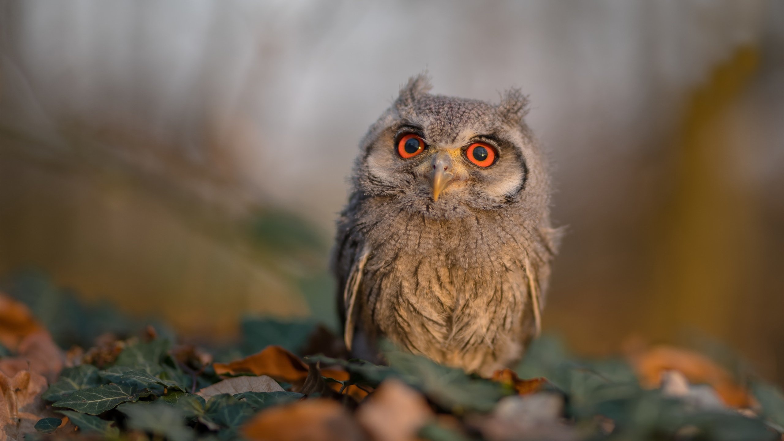 库里独舞夜的芝加哥铁蹄