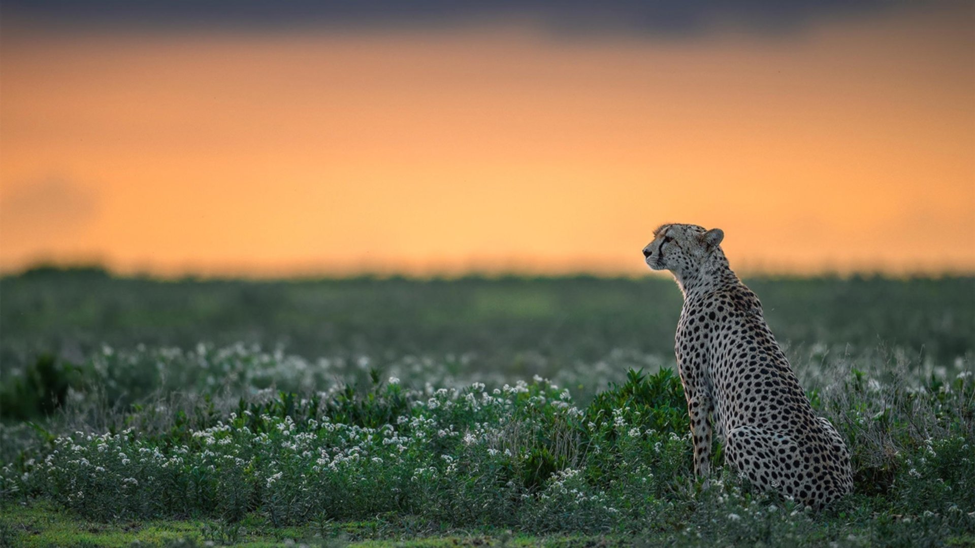 拒绝再加班！国王提前终结悬念，贝恩轰出生涯之夜黄蜂徒呼奈何
