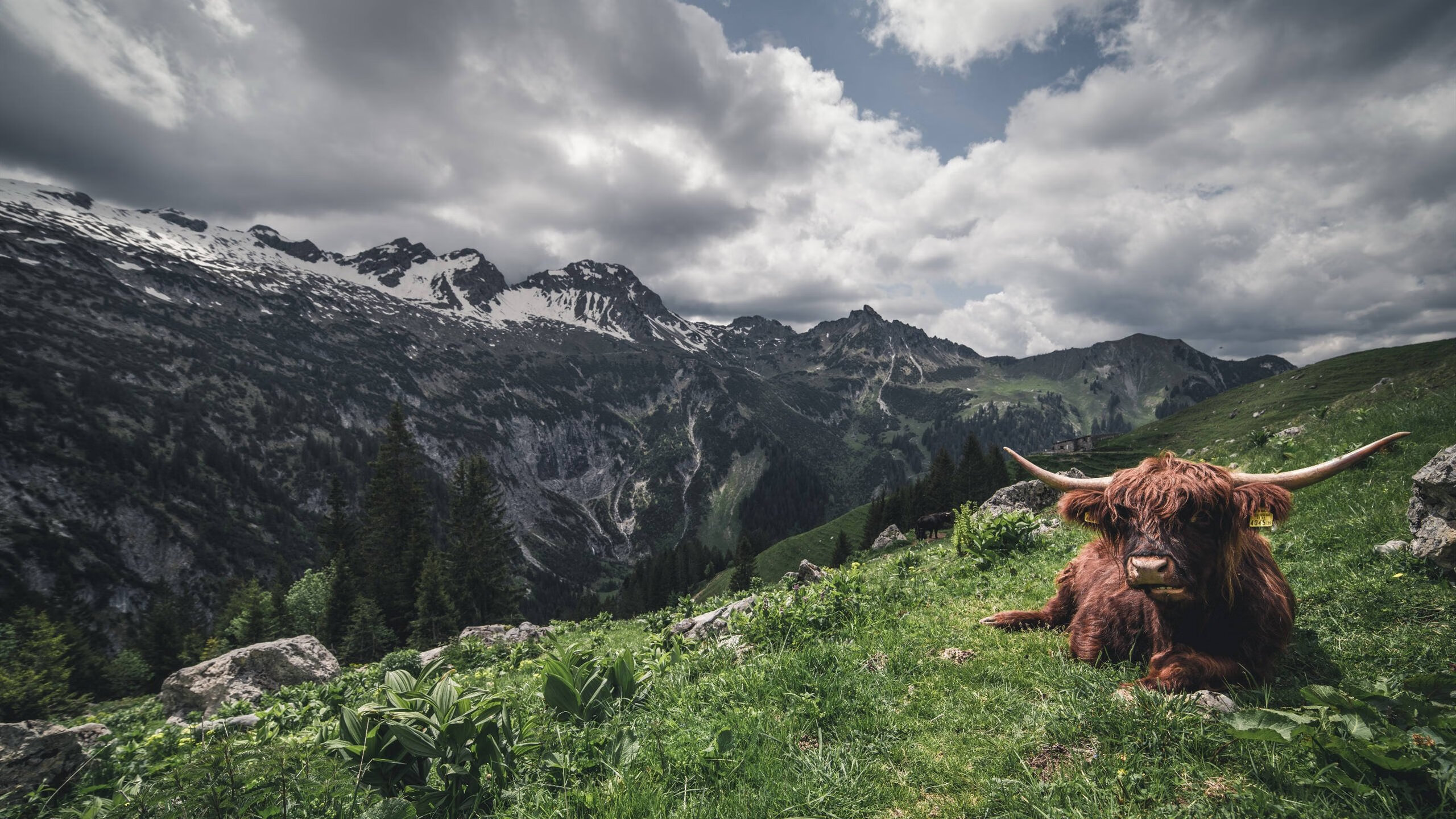 拒绝再加班！国王提前终结悬念，贝恩轰出生涯之夜黄蜂徒呼奈何