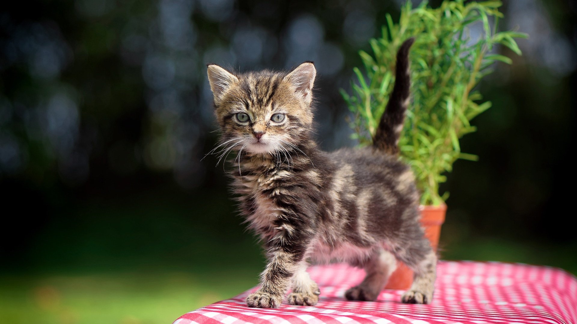 最不可能的他，却在抢七之夜定义了球队—戈贝尔的孤岛之战