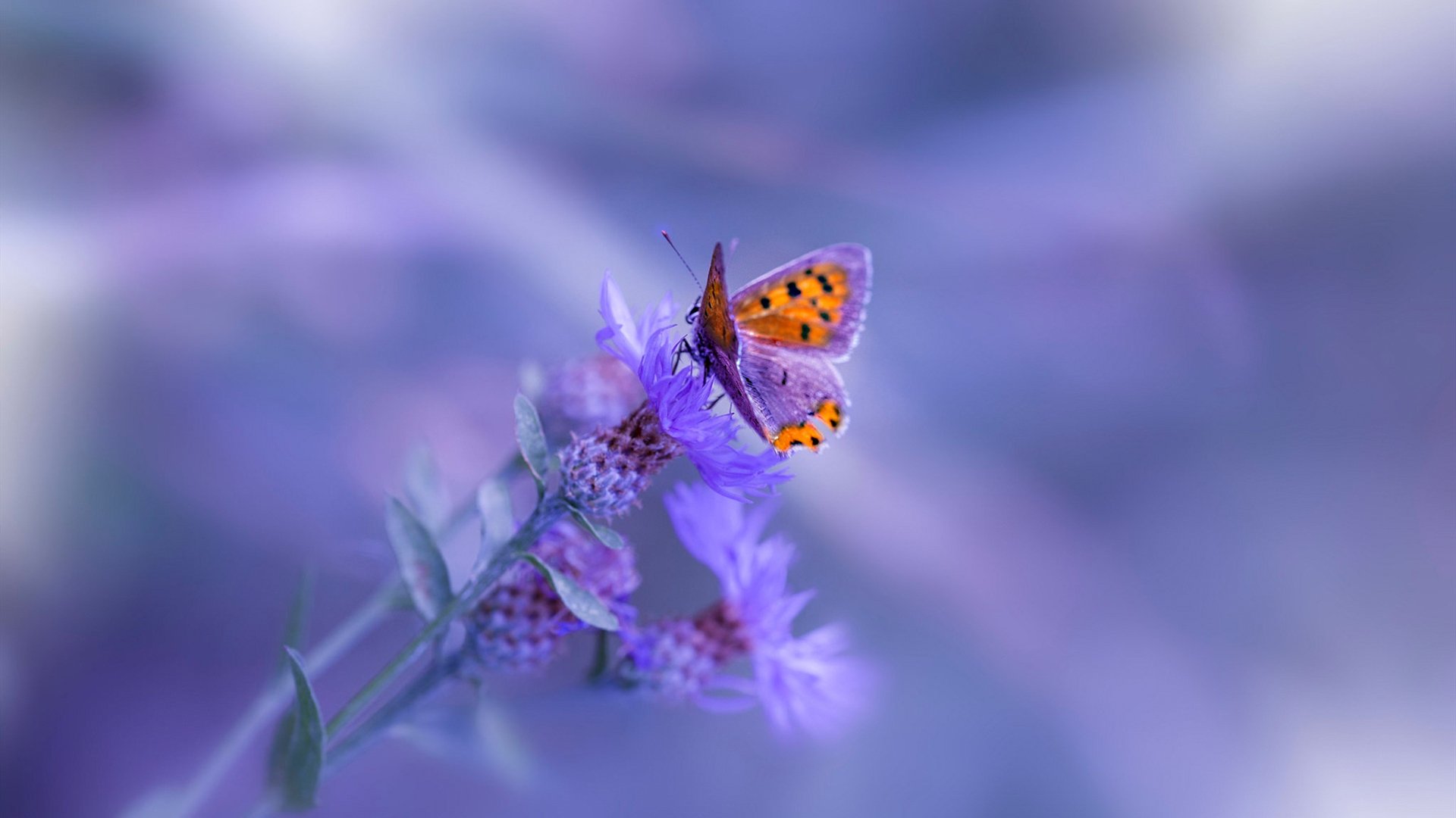 东方的破晓，从孙兴慜到袋鼠军团，亚洲足球的新疆界