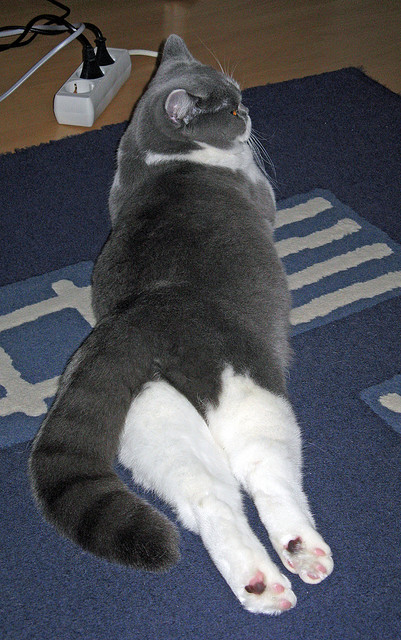 缺席的标尺，当法国对决比利时，范戴克的名字响彻评述席