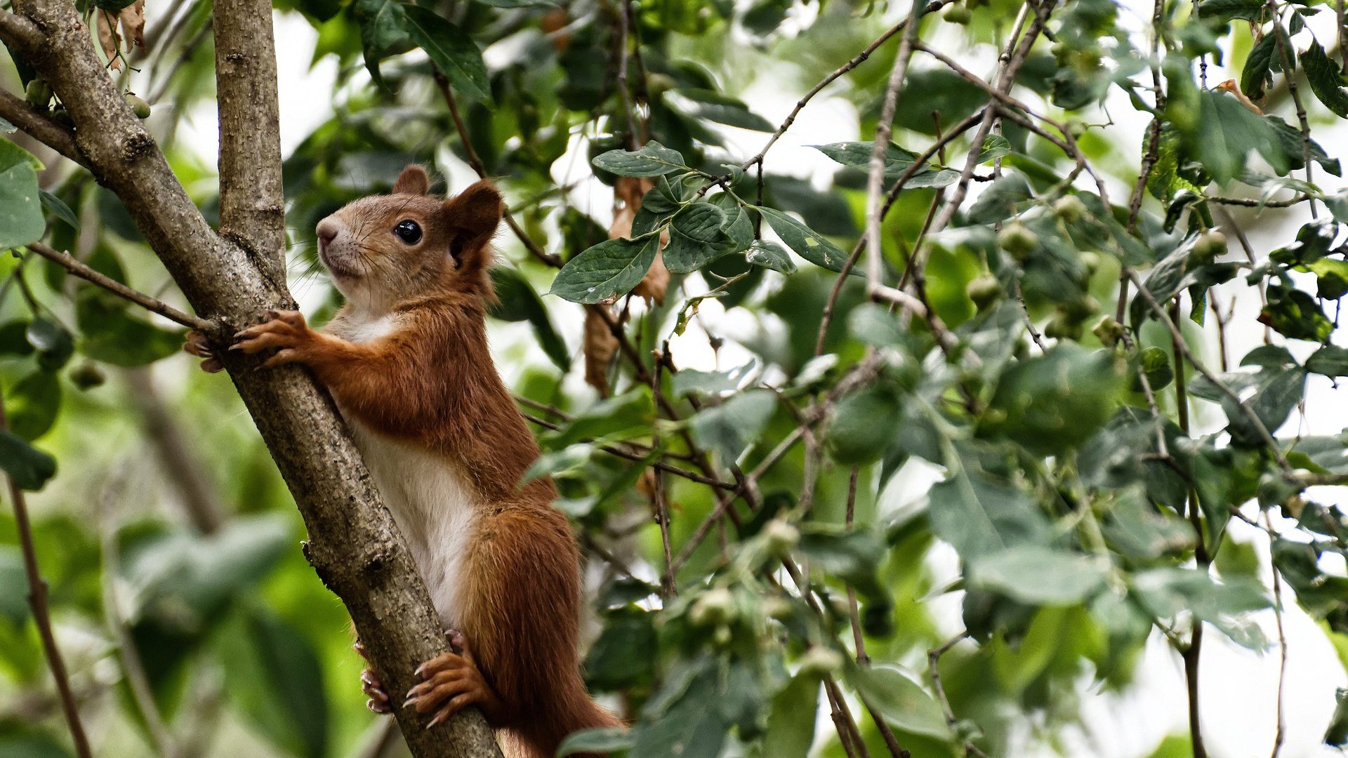 弹道无声，西亚卡姆西风漫卷，北京压哨绝杀年度之战