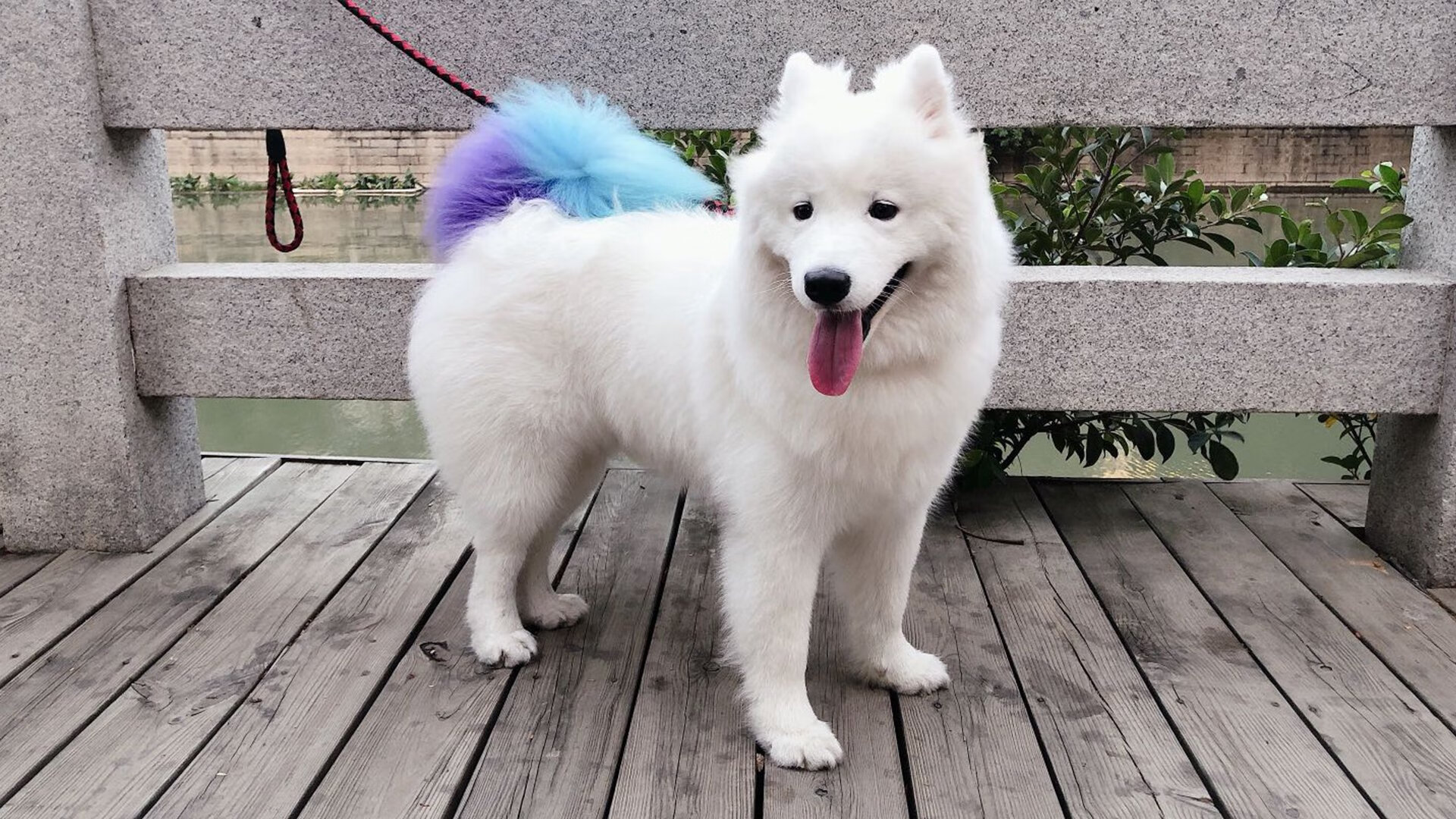 当奥林匹克的钟声在维洛德罗姆敲响，京多安在山巅接管命运之战