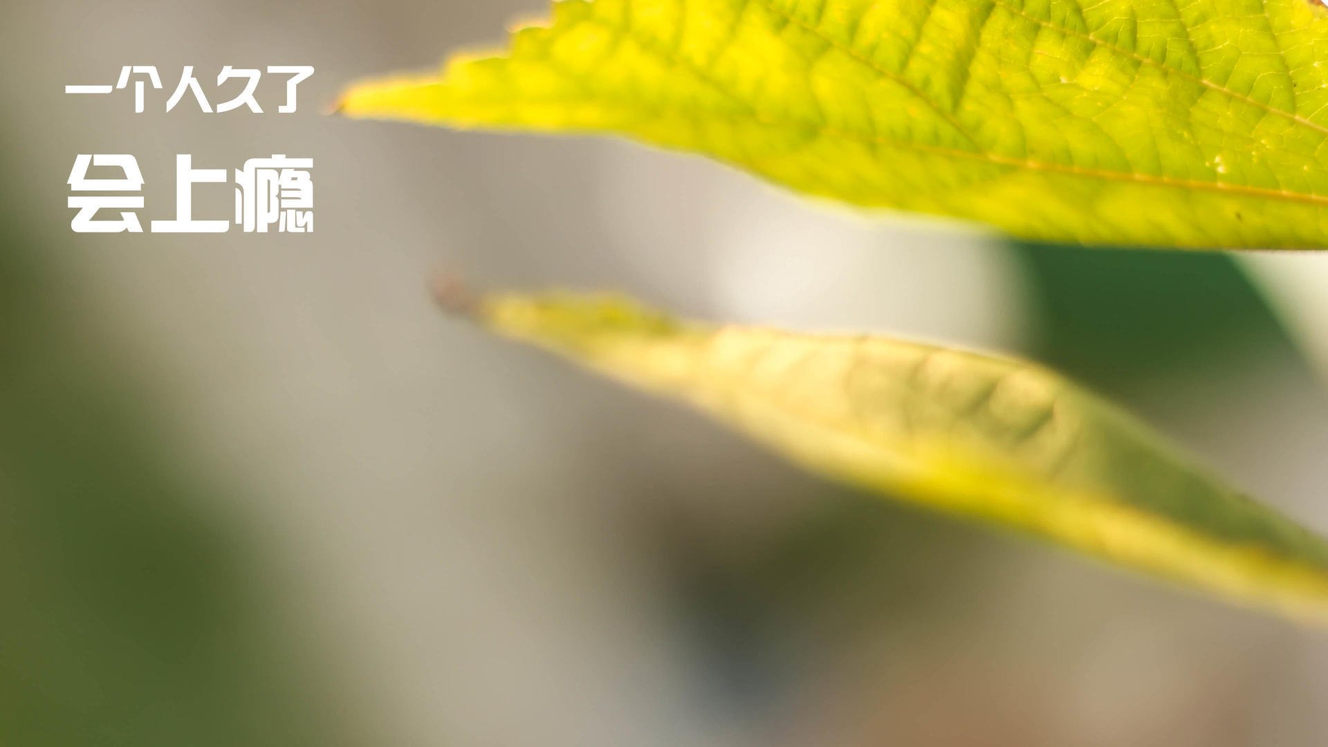 当奥林匹克的钟声在维洛德罗姆敲响，京多安在山巅接管命运之战