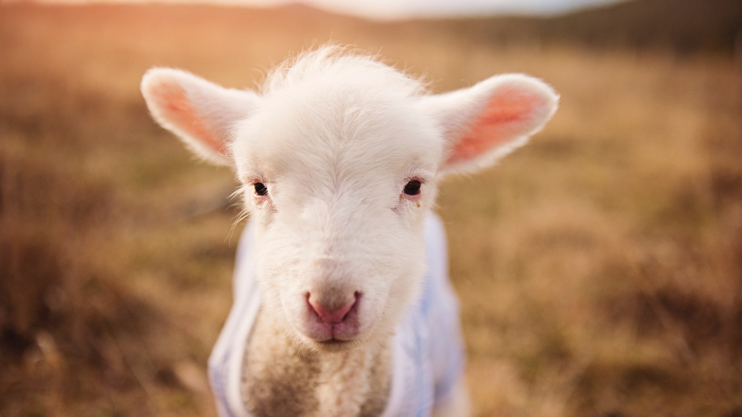 平行宇宙今日要闻，拜仁红墙耸立蒙特维的亚，篮球之神布雷默脚踏两界接管季后赛