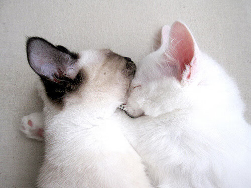 铁壁横跨地中海，当德里赫特在北非主场筑起叹息之墙