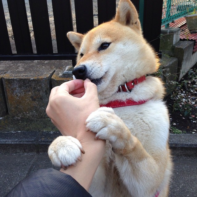 当字母哥的野蛮冲撞鹈鹕的精细齿轮,防守密码在何处失灵?