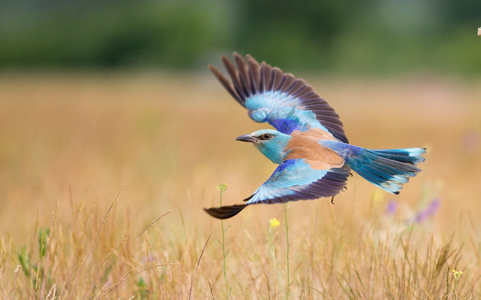 如果篮球有公式，那一定写在杰伦·格林的总决赛之夜