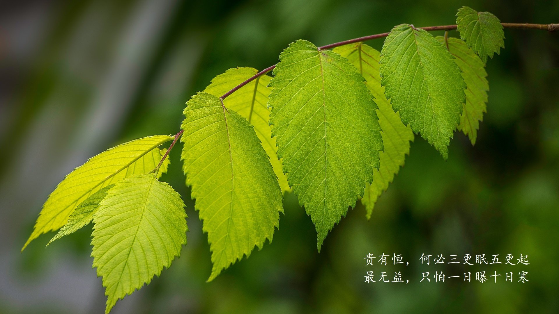 魔笛止戈,当达沃·苏克的神迹在吉鲁身上轮回,克罗地亚以最惨烈的方式横扫青春